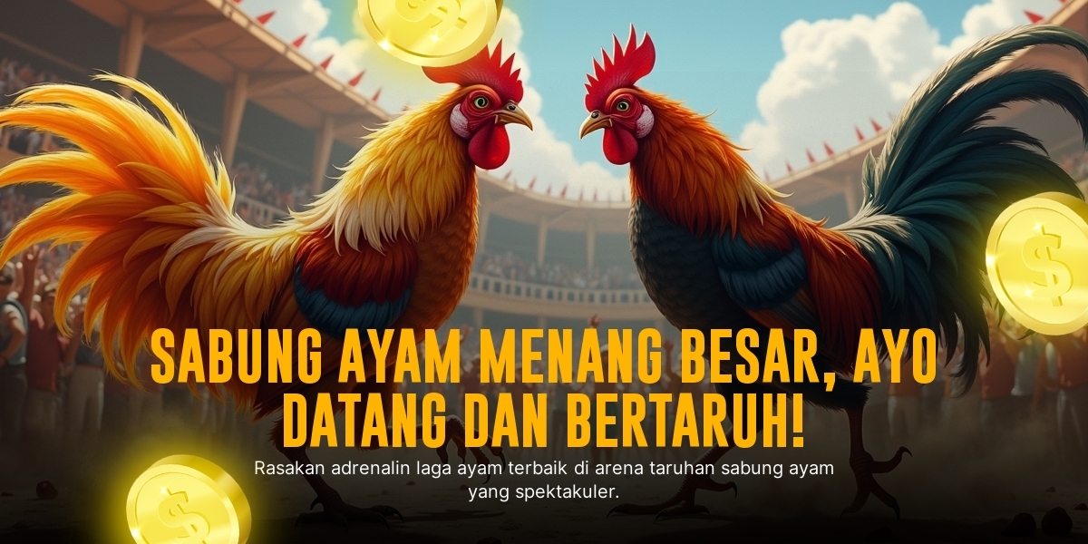Mengenal Ayam Bangkok: Raja Sabung Ayam SV388